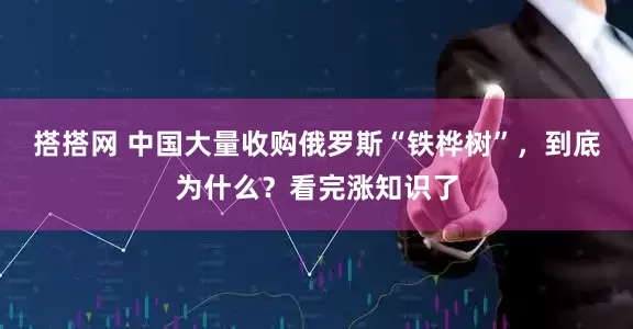 搭搭网 中国大量收购俄罗斯“铁桦树”，到底为什么？看完涨知识了